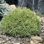 Tuja západná (Thuja occidentalis) ´MR . BOWLING BALL´ - výška 25-30 cm, kont. C3L